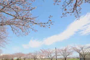 桜ネックレス、しだれ桜、3月春の花、愛知県稲沢市平和町の観光・撮影スポットの画像と写真