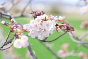 桜ネックレス、しだれ桜、3月春の花、愛知県稲沢市平和町の観光・撮影スポットの画像と写真