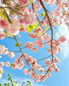 桜ネックレス、八重桜、3月春の花、愛知県稲沢市平和町の観光・撮影スポットの画像と写真