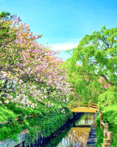 桜ネックレス、八重桜、3月春の花、愛知県稲沢市平和町の観光・撮影スポットの画像と写真