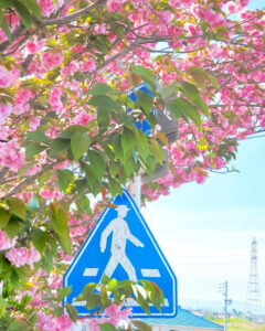 桜ネックレス、八重桜、3月春の花、愛知県稲沢市平和町の観光・撮影スポットの画像と写真