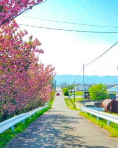 桜ネックレス、八重桜、3月春の花、愛知県稲沢市平和町の観光・撮影スポットの画像と写真