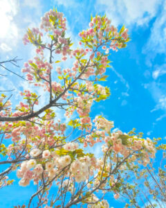 桜ネックレス、八重桜、3月春の花、愛知県稲沢市平和町の観光・撮影スポットの画像と写真