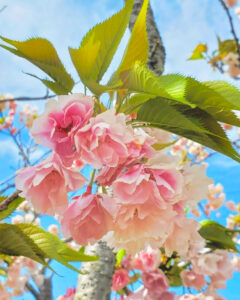桜ネックレス、八重桜、3月春の花、愛知県稲沢市平和町の観光・撮影スポットの画像と写真