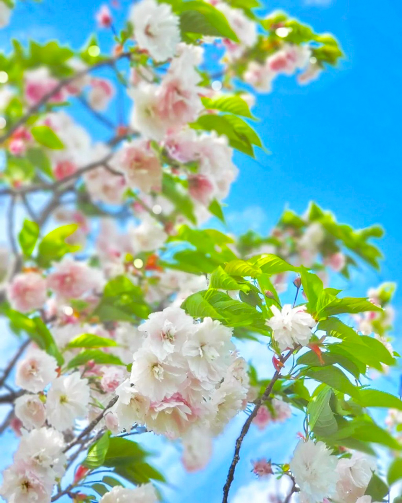 桜ネックレス、八重桜、3月春の花、愛知県稲沢市平和町の観光・撮影スポットの画像と写真