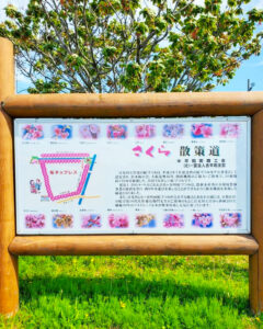 桜ネックレス、八重桜、3月春の花、愛知県稲沢市平和町の観光・撮影スポットの画像と写真
