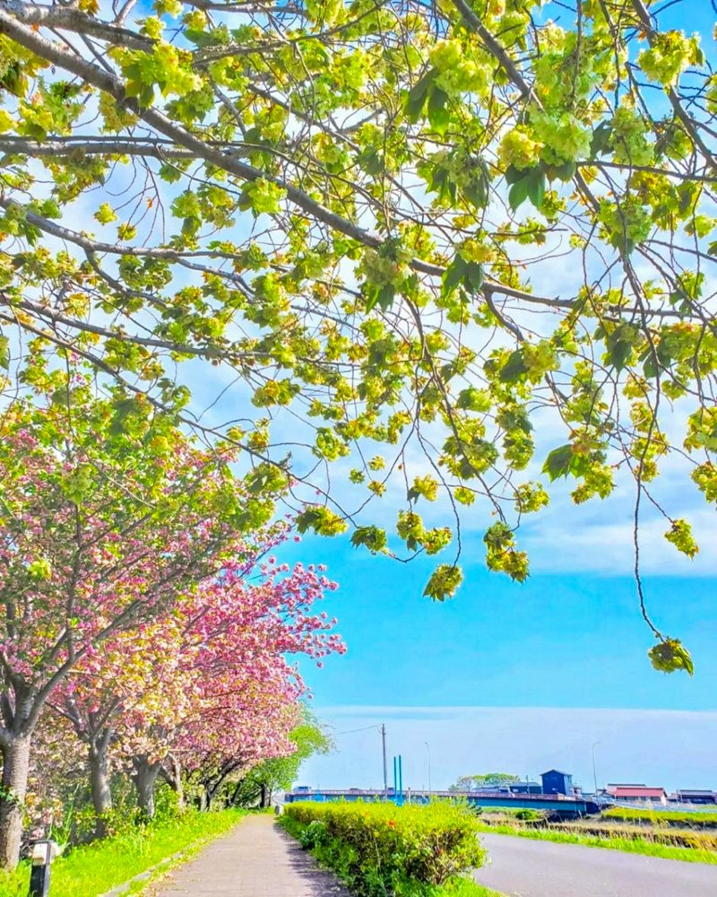 桜ネックレス、八重桜、3月春の花、愛知県稲沢市平和町の観光・撮影スポットの画像と写真