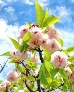 桜ネックレス、八重桜、3月春の花、愛知県稲沢市平和町の観光・撮影スポットの画像と写真