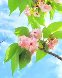 桜ネックレス、八重桜、3月春の花、愛知県稲沢市平和町の観光・撮影スポットの画像と写真