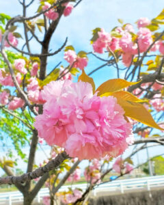 桜ネックレス、八重桜、3月春の花、愛知県稲沢市平和町の観光・撮影スポットの画像と写真