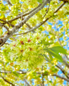 桜ネックレス、八重桜、3月春の花、愛知県稲沢市平和町の観光・撮影スポットの画像と写真