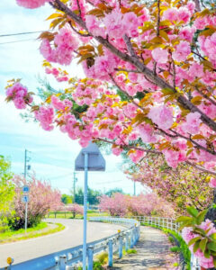 桜ネックレス、八重桜、3月春の花、愛知県稲沢市平和町の観光・撮影スポットの画像と写真