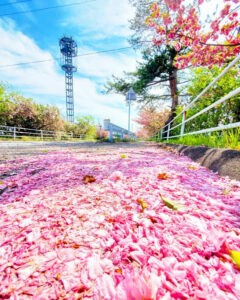 桜ネックレス、八重桜、3月春の花、愛知県稲沢市平和町の観光・撮影スポットの画像と写真