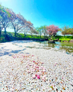 桜ネックレス、八重桜、3月春の花、愛知県稲沢市平和町の観光・撮影スポットの画像と写真