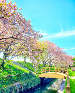 桜ネックレス、八重桜、3月春の花、愛知県稲沢市平和町の観光・撮影スポットの画像と写真