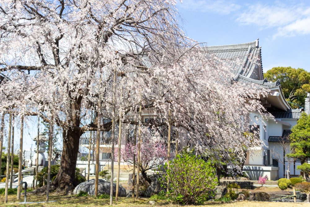 正眼寺、しだれ桜、3月春の花、愛知県小牧市の観光・撮影スポットの画像と写真