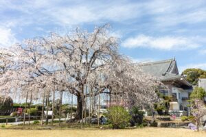 正眼寺、しだれ桜、3月春の花、愛知県小牧市の観光・撮影スポットの画像と写真