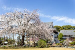 正眼寺、しだれ桜、3月春の花、愛知県小牧市の観光・撮影スポットの画像と写真