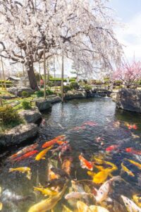 正眼寺、しだれ桜・鯉、3月春の花、愛知県小牧市の観光・撮影スポットの画像と写真