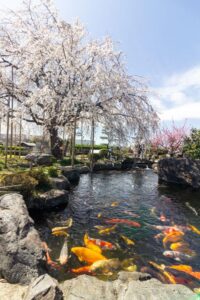 正眼寺、しだれ桜・鯉、3月春の花、愛知県小牧市の観光・撮影スポットの画像と写真
