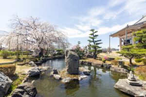 正眼寺、しだれ桜、3月春の花、愛知県小牧市の観光・撮影スポットの画像と写真