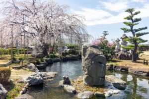 正眼寺、しだれ桜、3月春の花、愛知県小牧市の観光・撮影スポットの画像と写真