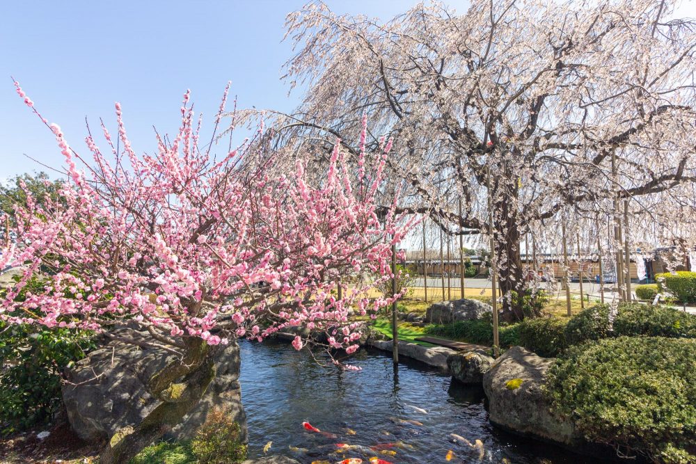 正眼寺、しだれ桜・鯉、3月春の花、愛知県小牧市の観光・撮影スポットの画像と写真
