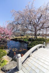 正眼寺、しだれ桜・鯉、3月春の花、愛知県小牧市の観光・撮影スポットの画像と写真