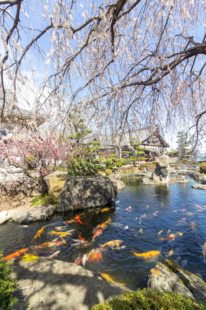 正眼寺、しだれ桜・鯉、3月春の花、愛知県小牧市の観光・撮影スポットの画像と写真
