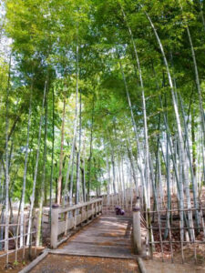尾張旭城山公園、竹林、愛知県尾張旭市の観光・撮影スポットの名所