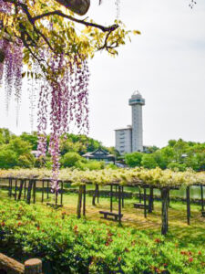 尾張旭城山公園、藤、、愛知県尾張旭市の観光・撮影スポットの名所