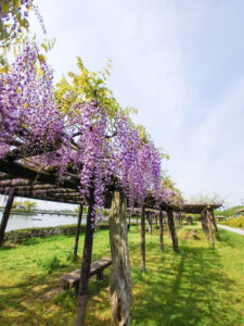 尾張旭城山公園、藤、、愛知県尾張旭市の観光・撮影スポットの名所