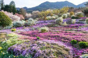 芝桜の里、4月春の花、岐阜県中津川市の観光・撮影スポットの名所
