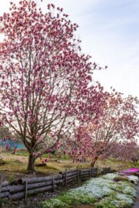 芝桜の里、モクレン、4月春の花、岐阜県中津川市の観光・撮影スポットの名所