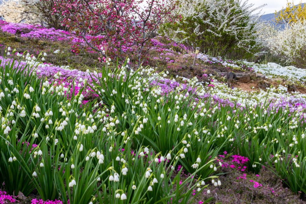 芝桜の里、スズラン、4月春の花、岐阜県中津川市の観光・撮影スポットの名所