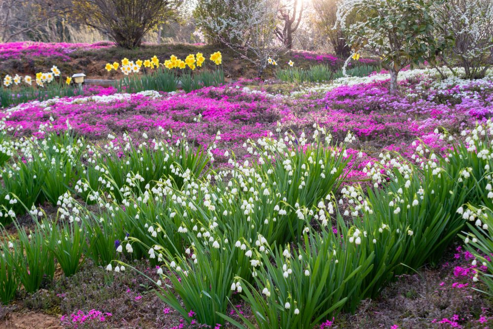 芝桜の里、スズラン、4月春の花、岐阜県中津川市の観光・撮影スポットの名所