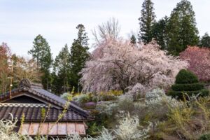 芝桜の里、しだれ桜、4月春の花、岐阜県中津川市の観光・撮影スポットの名所