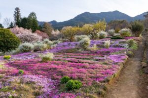 芝桜の里、4月春の花、岐阜県中津川市の観光・撮影スポットの名所