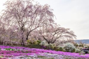 芝桜の里、しだれ桜、4月春の花、岐阜県中津川市の観光・撮影スポットの名所