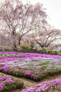 芝桜の里、しだれ桜、4月春の花、岐阜県中津川市の観光・撮影スポットの名所