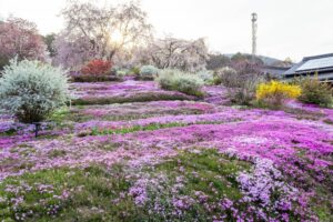 芝桜の里、しだれ桜、4月春の花、岐阜県中津川市の観光・撮影スポットの名所