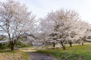 芝桜の里、しだれ桜、4月春の花、岐阜県中津川市の観光・撮影スポットの名所