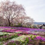 芝桜の里、しだれ桜、4月春の花、岐阜県中津川市の観光・撮影スポットの名所