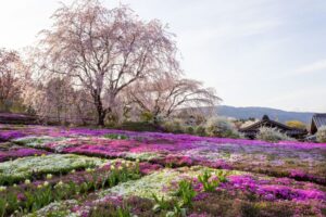 芝桜の里、しだれ桜、4月春の花、岐阜県中津川市の観光・撮影スポットの名所