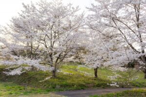 芝桜の里、しだれ桜、4月春の花、岐阜県中津川市の観光・撮影スポットの名所