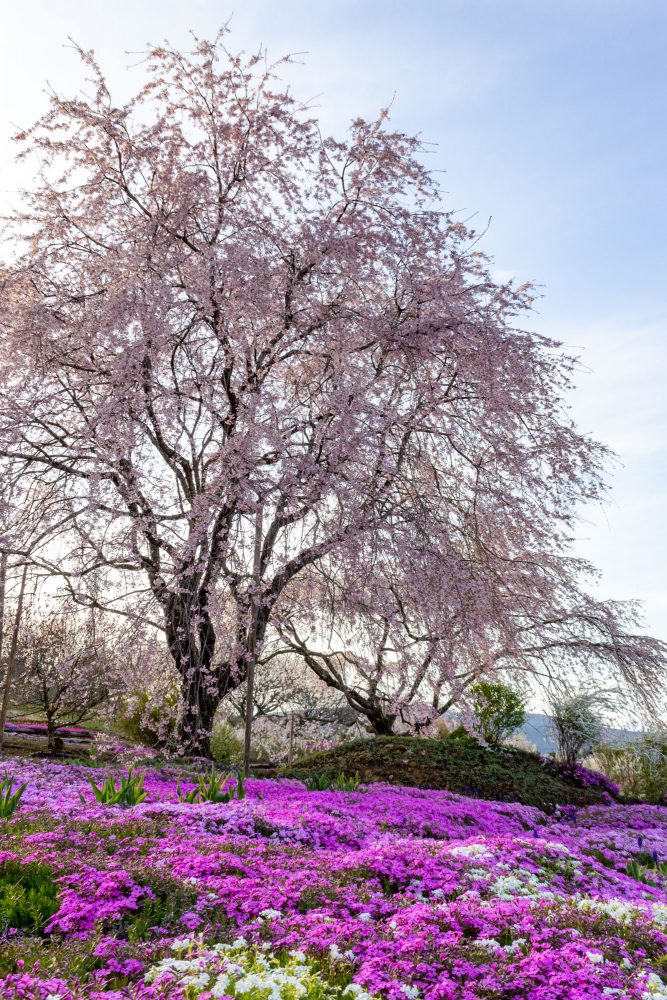 芝桜の里、しだれ桜、4月春の花、岐阜県中津川市の観光・撮影スポットの名所