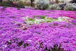 芝桜の里、4月春の花、岐阜県中津川市の観光・撮影スポットの名所