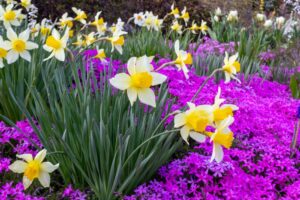 芝桜の里、水仙、4月春の花、岐阜県中津川市の観光・撮影スポットの名所