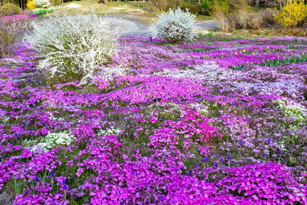 芝桜の里、4月春の花、岐阜県中津川市の観光・撮影スポットの名所