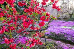 芝桜の里、4月春の花、岐阜県中津川市の観光・撮影スポットの名所